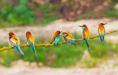 birds of paradise sit on a branch
