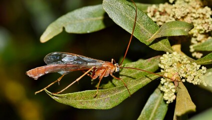 Ichneumon wasp (Enicospilus) on Oleander leaves, ventral view. Common parasitoid that lays eggs on host insects and their larvae feed on the host.