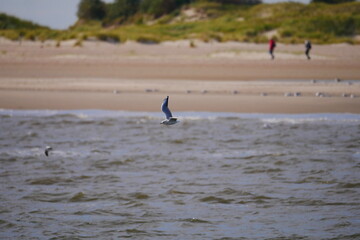 flying herring gull over the sea near the sand dunes of the North Sea island of Norderney
