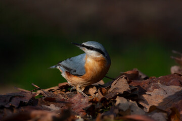 a cute beautiful bird with an orange breast, Eurasian Nuthatch, Sitta europaea, turkey
