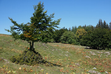 Randonn&eacute;e dans le Vercors au d&eacute;part d'Engins, le Sornin jusqu'au plateau de la Moli&egrave;re