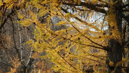 Larch in autumn