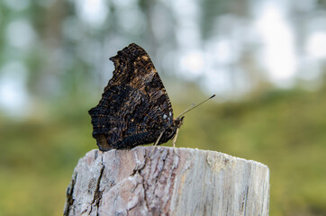 black butterfly on a tree