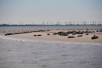 Seals lie on a sand bank on the north sea island of norderney with a view of a wind farm on the...