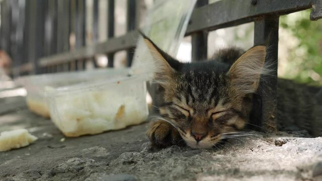 Homeless kitten sleeping under the fence. Concept of stray animals