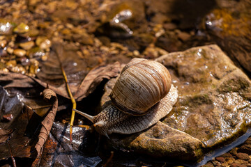 Snail on the fireplace near the water close up