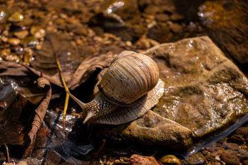 Snail on the fireplace near the water close up