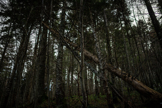 Dark view of a forest in autumn