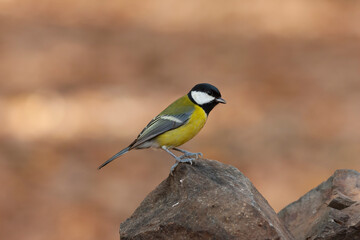 cute little bird in yellow black colors,Great Tit, Parus major