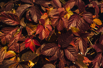 Fototapeta premium Leaves of wild grapes