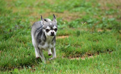 Fototapeta premium cão na relva