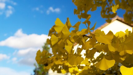 yellow ginkgo leaves on a tree on the background of a blue sky with white clouds