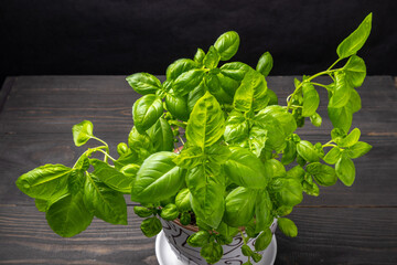 young basil plants in a ceramic pot