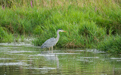 Grey heron fishing in the lake (Ardea cinerea)