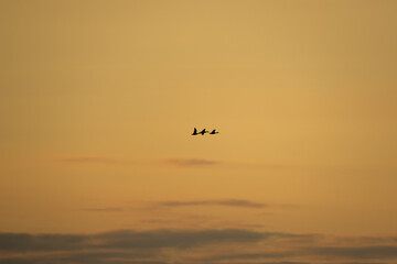 Fototapeta premium Birds flying in the sunset