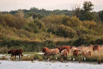 Cows in a field at sunset