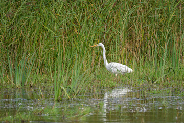 Obraz premium Great white egret on the lake