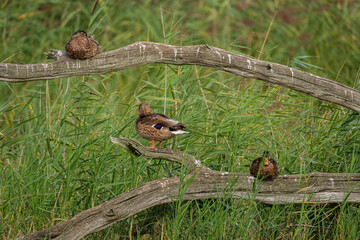 Ducks on a branch over the lake
