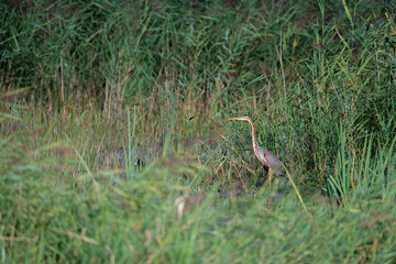 Purple heron on the lookout on the reed bed