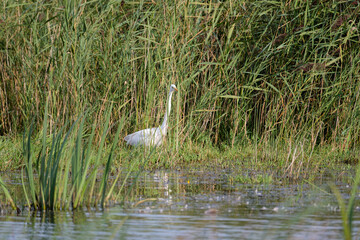 Fototapeta premium Grey heron on the lake in the wild - France Brenne