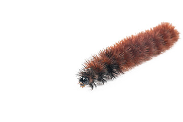 Woolly worm caterpillar on a white background