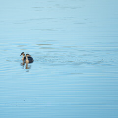 Grebe swimming on the pond