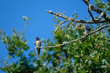 Swallow on a branch in front of a blue sky