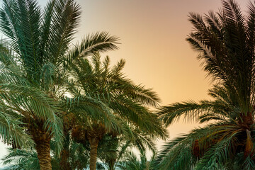 Fototapeta na wymiar A landscape of date palms against the background of a crimson sunset sky.