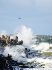 big waves breaking on breakwater during storm in baltic sea