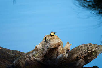 Grey wagtail (Motacilla cinerea) on a tree