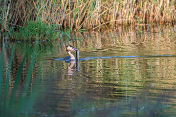 Grebe swimming on the pond