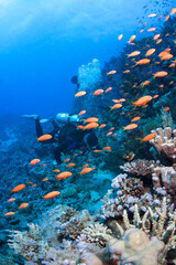 Scuba diver exlpores colorful coral reef.
