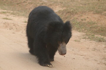 Sloth Bear in the Wild