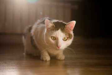 White striped cat on sunlight sitting on the floor