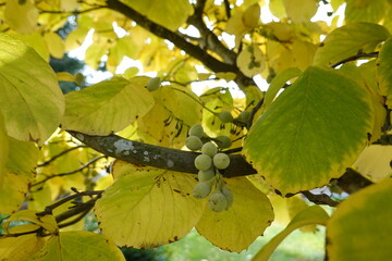 Styrax obassia is a species of flowering plant in the family Styracaceae. It is native to Hokkaido Island in Japan, and to China..