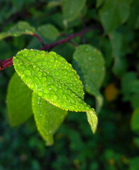 Fresh leaves with dew early in the morning