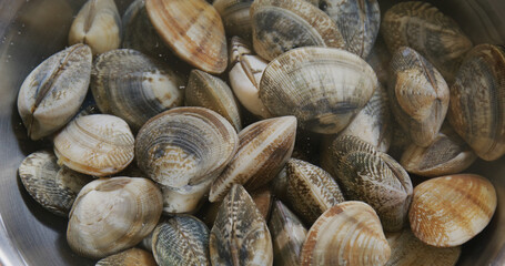 Fresh Raw clam in bowl