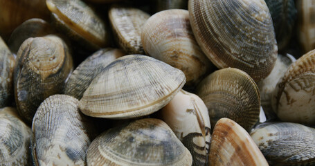 Fresh raw seafood clam on plate