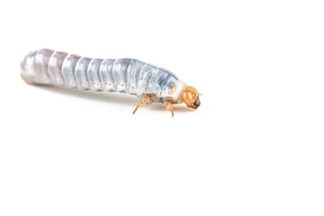 Bess beetle larvae on white background