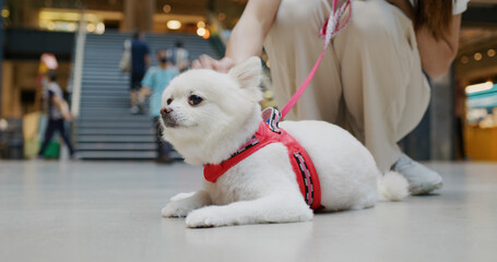 Pet Friendly shopping center with white pomeranian dog