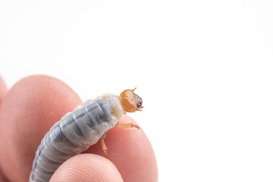 Bess beetle larvae on white background in human hand