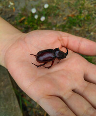 Rhinoceros beetle in the palm of hand