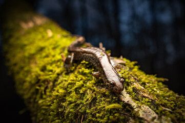 Dusky salamander on moss