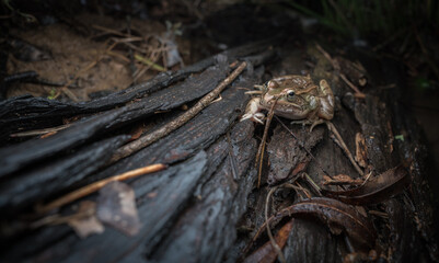 Pickerel Frog on a log