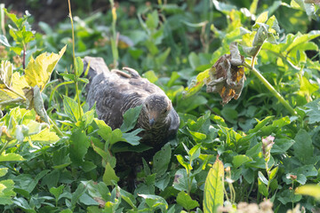Grouse bird walks through dense brush looking and pecking for food