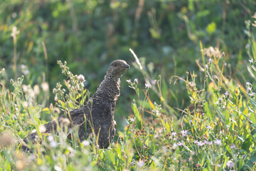 Grouse bird walks through dense brush looking and pecking for food