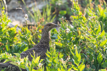 Grouse bird walks through dense brush looking and pecking for food