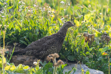 Grouse bird walks through dense brush looking and pecking for food