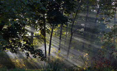 światło o świcie pomiędzy drzewami, las , ogród poranek zielono
