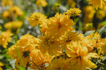 Bright yellow cutleaf coneflower plants growing in a summer garden